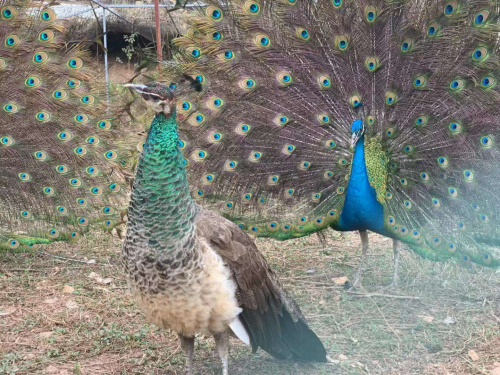 微信圖片_20200423145715 - 副本.jpg 微信圖片_20200423145715 - 副本.jpg