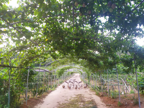 深圳坪山九龍生態(tài)園是怎么消費(fèi)的？有車接送嗎？