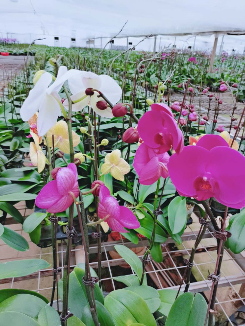 微信圖片_20200804143017.jpg 微信圖片_20200804143017.jpg